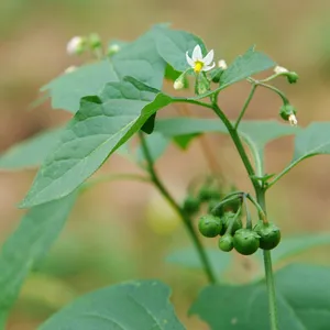 Black nightshade - Solanum nigrum (Taxonomy, Characteristics, Symbolism,  Images, Toxic)