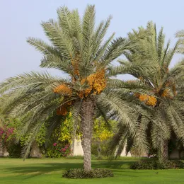 Date palm