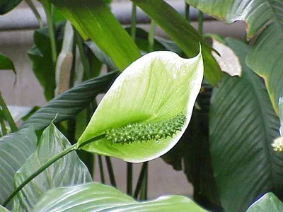 Como cultivar o lírio-da-paz