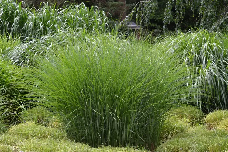 Chinese silver grass 'Gracillimus'