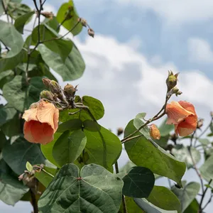 オオハマボウ（大浜朴）の育て方・栽培方法