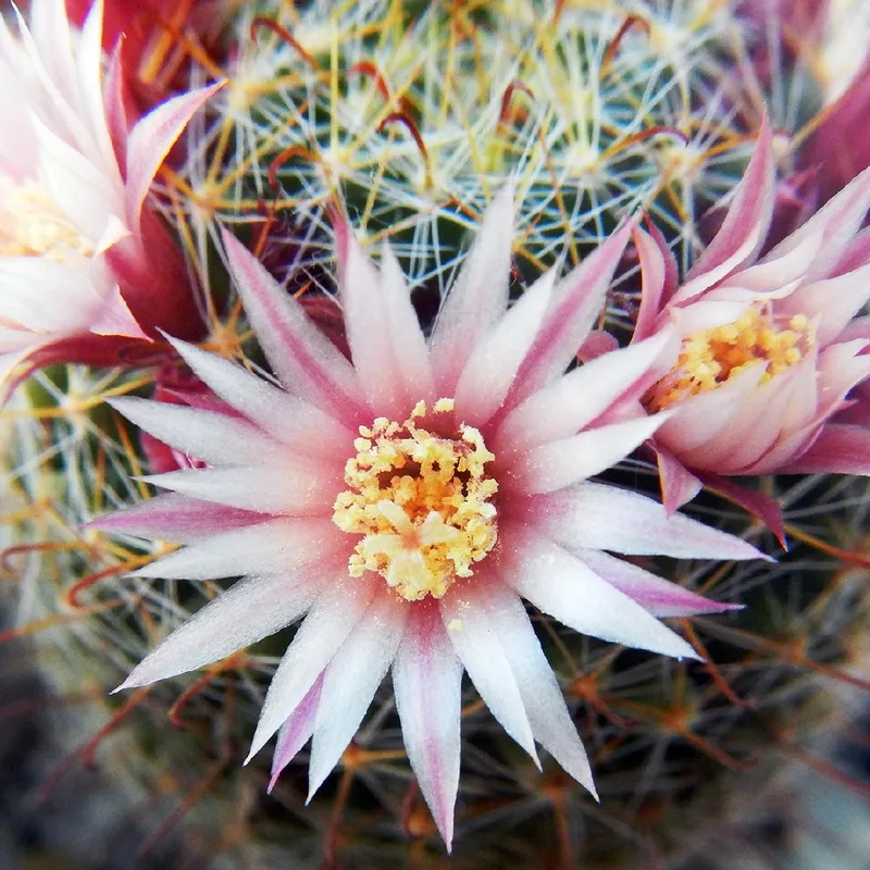 Unveiling the Language and Meaning Behind the Charming Pincushion Cactus