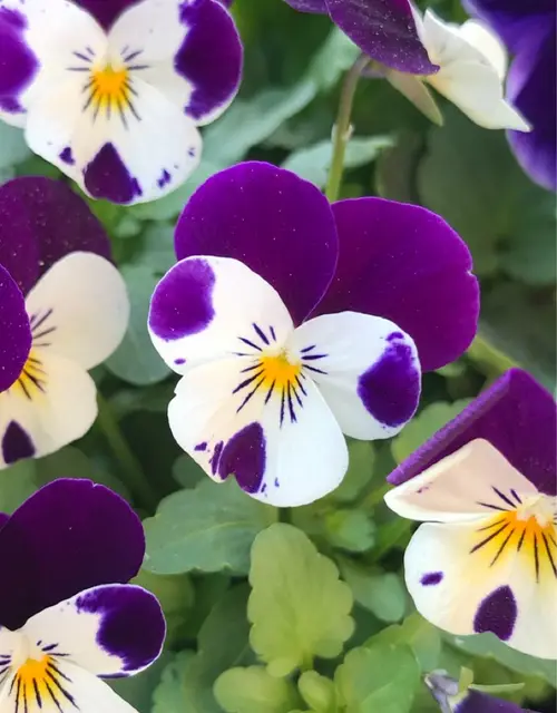紫菫花