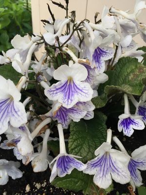 Wie man Streptocarpus rexii anbaut und pflegt