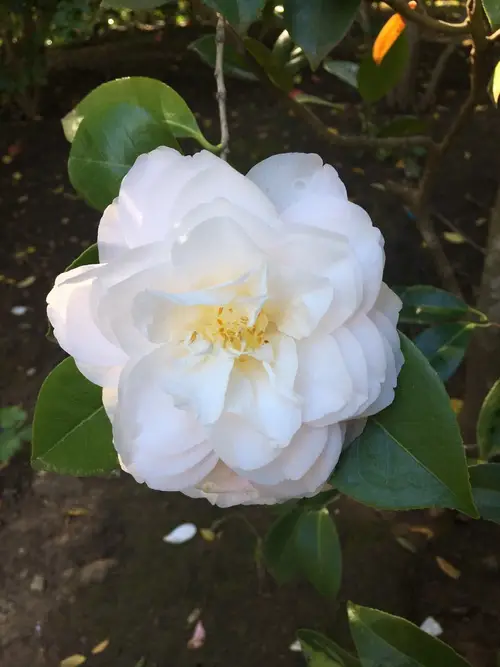 Japanese camellia 'Mathotiana Alba'
