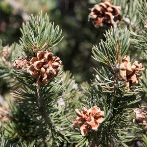 How to Pollinate Pinyon pine? (Pollinators, Time Window, Enhance, and ...