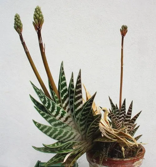 Tiger-Aloe - Gonialoe variegata (Pflege, Merkmale, Blume, Bilder)