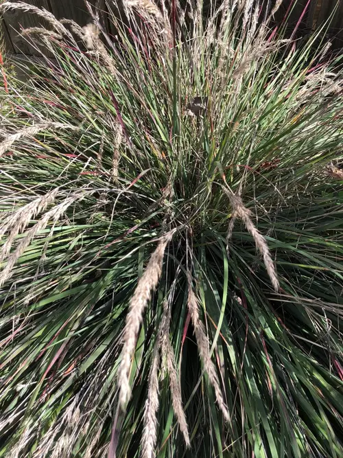 Reedgrass del Pacífico