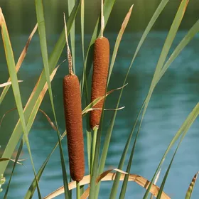 How to identify Broadleaf cattail (Typha latifolia)