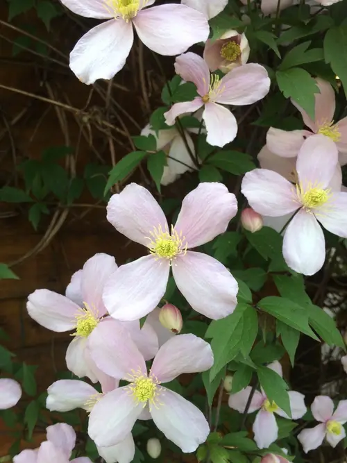 Anemone clematis 'Pink Perfection'