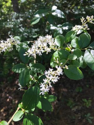 Chinese privet 'Fragrant Cloud' (Ligustrum sinense 'Fragrant Cloud ...