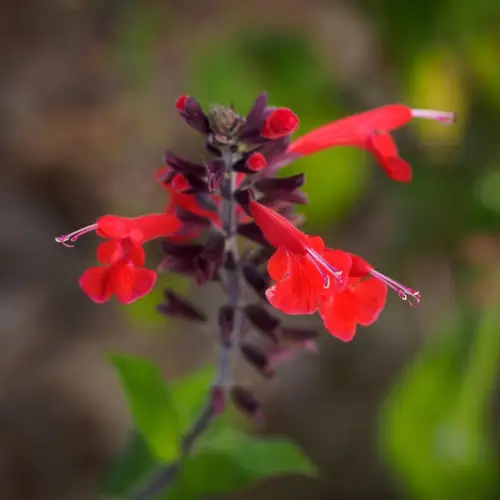Salvia del Texas