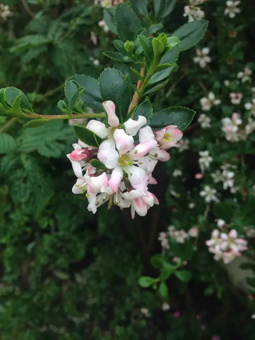 Escallonia × langleyensis 'Apple Blossom'