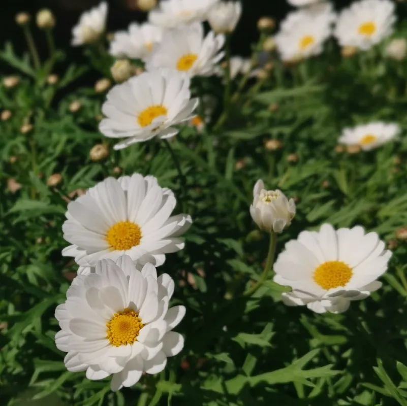 How to Overwinter Marguerite daisy: Essential Tips