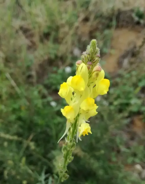Ansarina-amarela