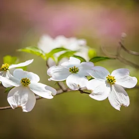 ハナミズキ（花水木）の判定方法 (Cornus florida)