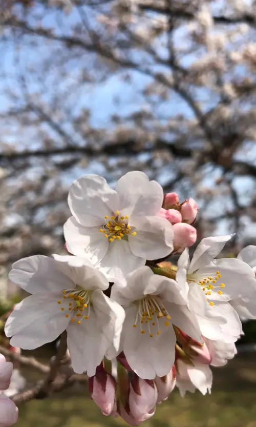 Fleur de cerisier