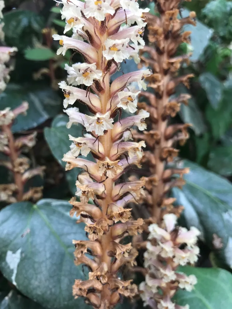 golden efeutute Goldene Efeutute | Ableger Efeutute
