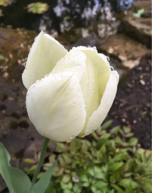 Tulips 'White Prince'