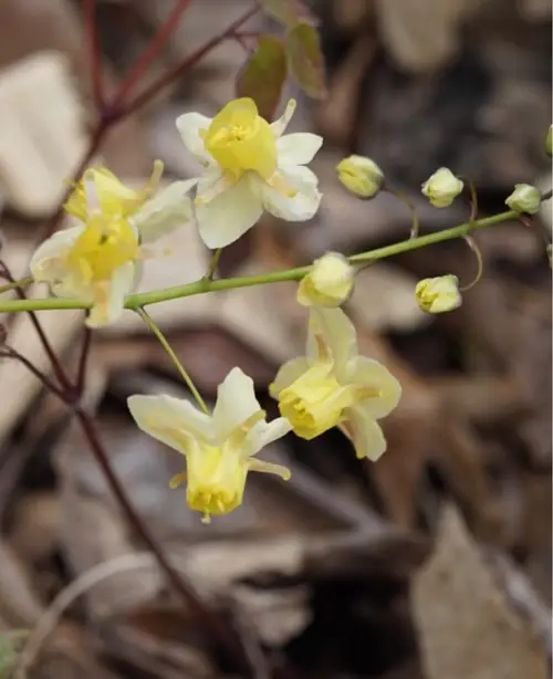 Epimedium × versicolor 'Suiphureum'