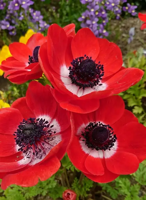Poppy anemone 'Harmony Scarlet'