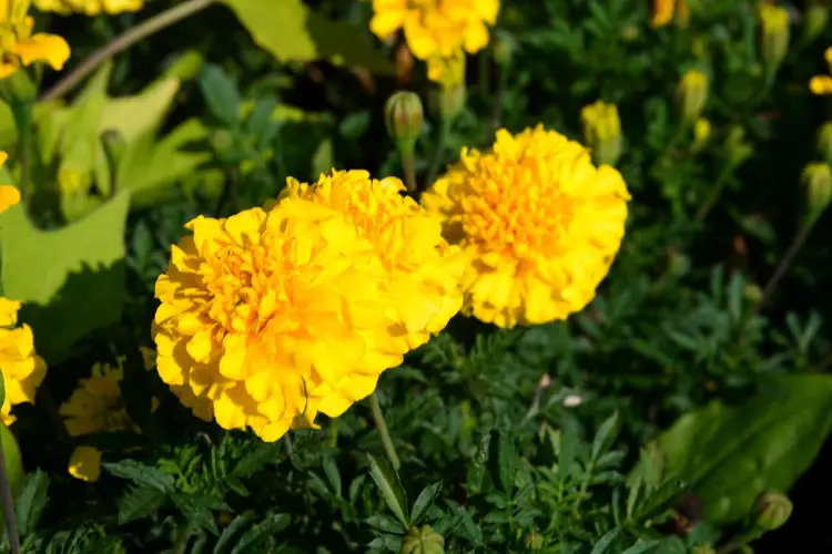 Marigolds 'Zenith Lemon Yellow'