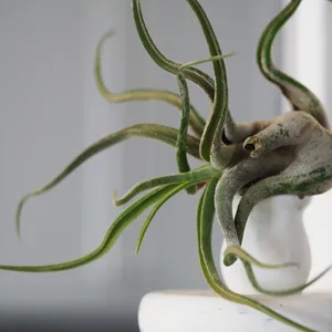 チランジア マッカラ × カプトメドゥーサエ チランジア・カプトメドゥーサエ - Wikipedia