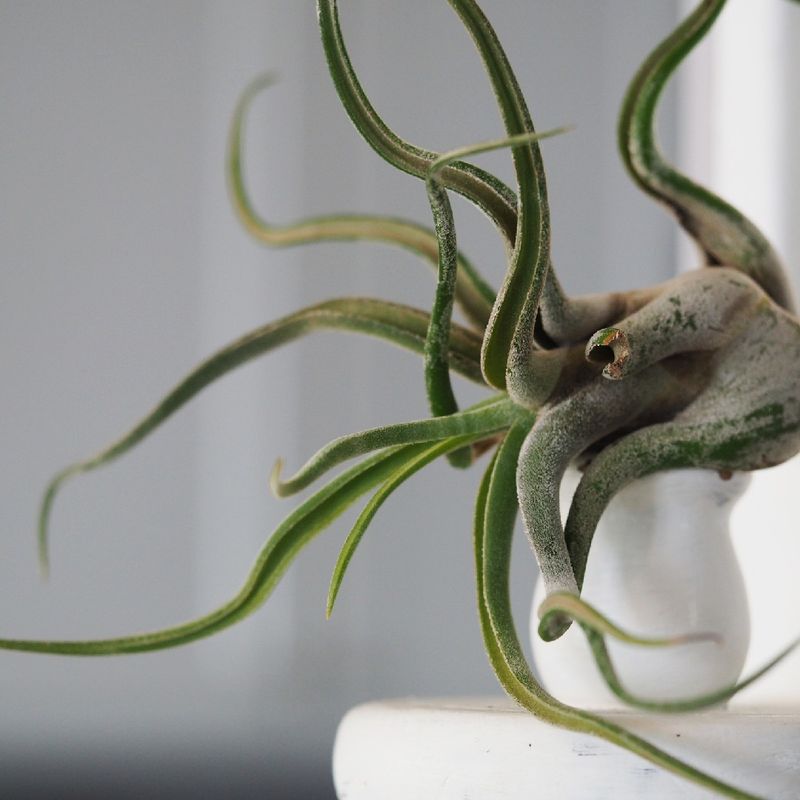 Octopus Shrub Incorporating Octopus plant in Your Landscaping: Tips & Tricks