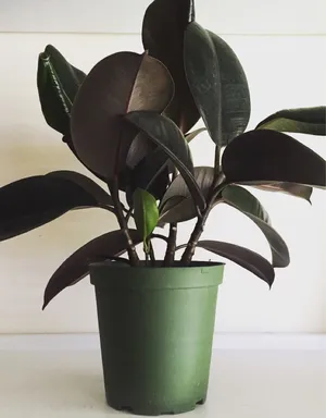 How to Grow and Care for Rubber tree 'Black Knight'