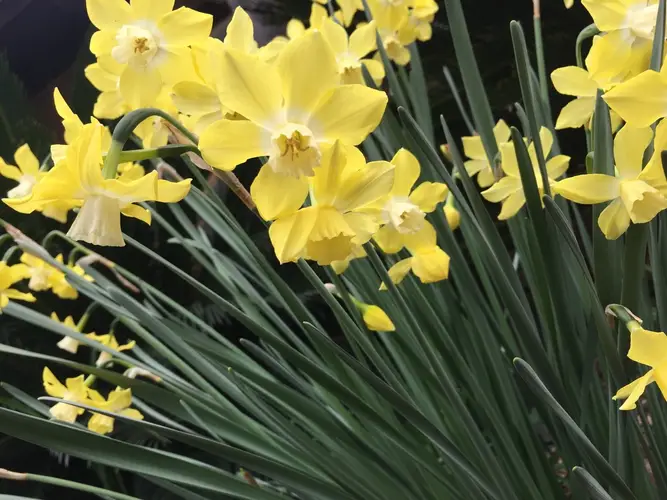 Daffodils 'Avalon'
