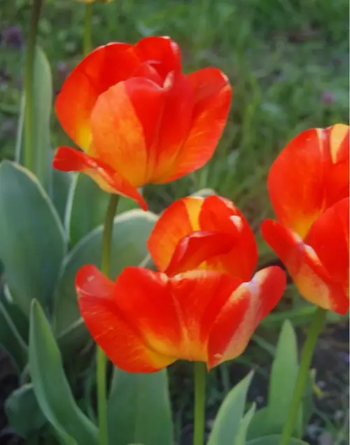 Tulips 'American Dream'