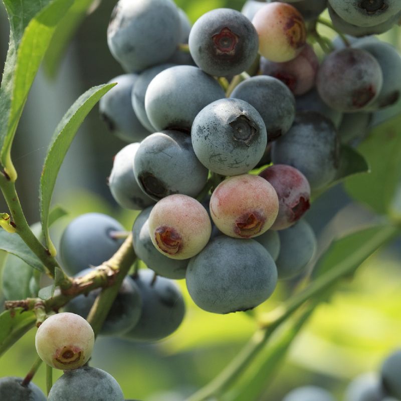 How Can Rabbiteye blueberry Enhance Your Landscape Design?