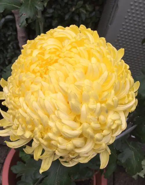 Chrysanthemum 'Primrose Allouise'