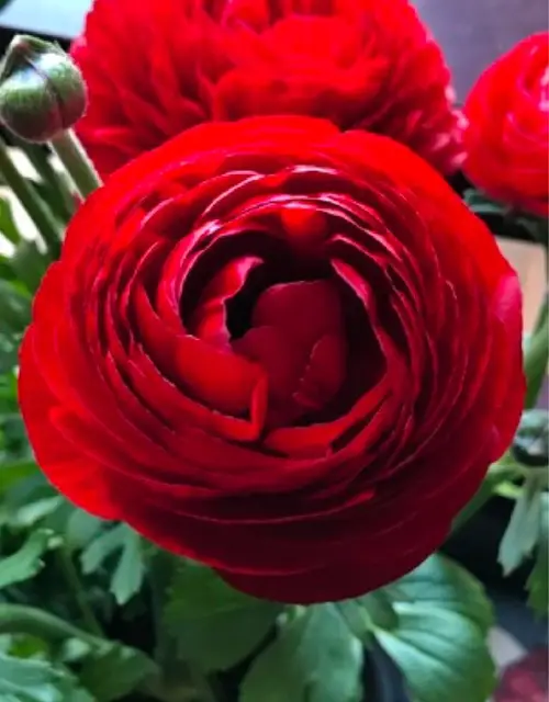 Persian buttercup 'Tomer Red'