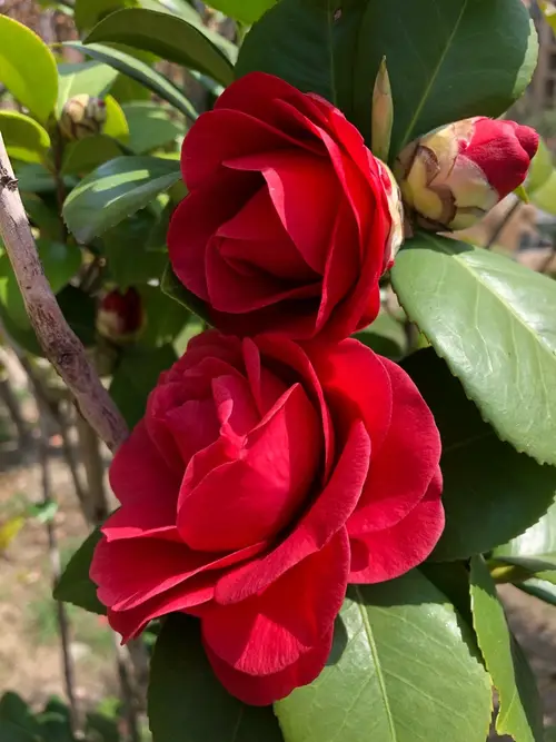 Camellia × williamsii 'Rose Parade'