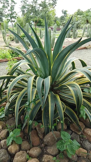 How to Grow and Care for Weber's century plant 'Arizona Star'