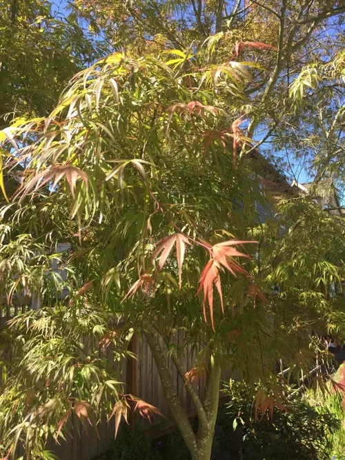 Japanese maple 'Red Pygmy'