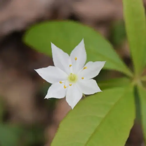 Fiore di maggio del canada