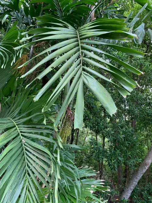Red leaf palm