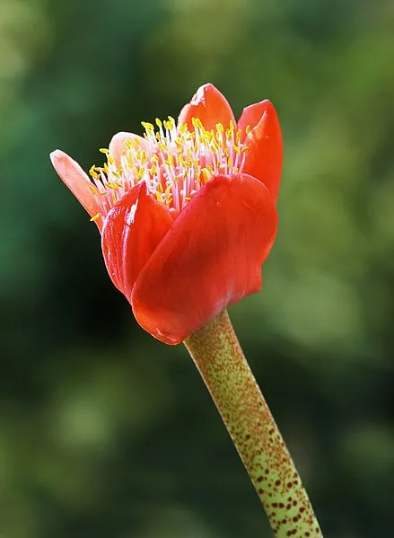 Haemanthus coccineus - Haemanthus coccineus (Cuidado