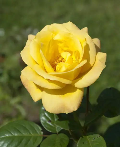 Roses 'Arthur Bell'