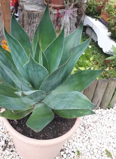 リュウゼツラン属 'Blue Flame'の育て方・栽培方法