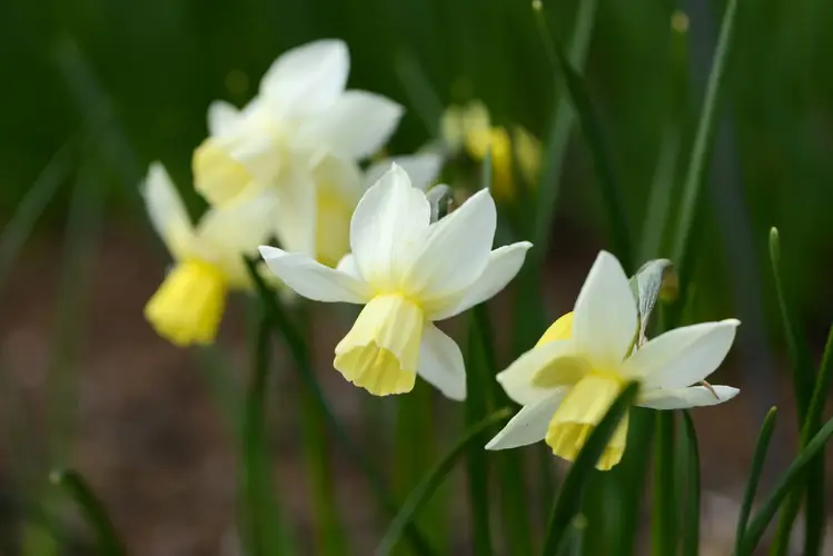 Daffodils 'Sailboat'