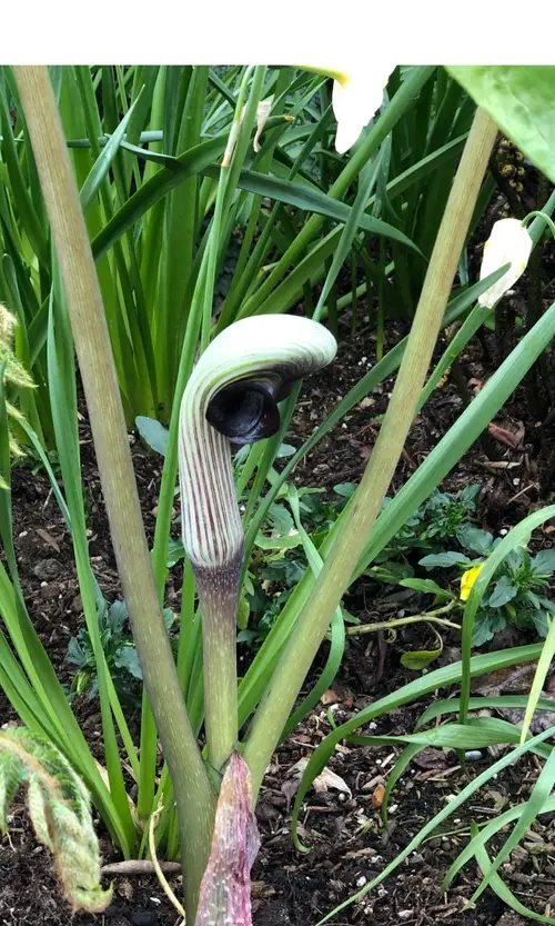 Japanese cobra lily