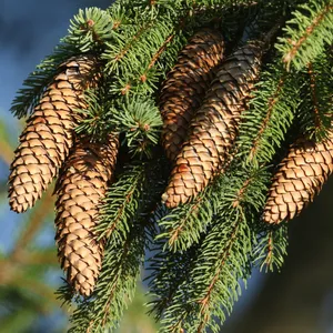 シトカトウヒ (ケア, 特徴, 象徴, 画像)