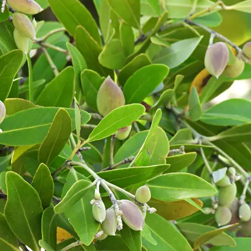 Mangrovia Nera