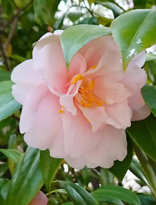 Camellias 'Jean May'