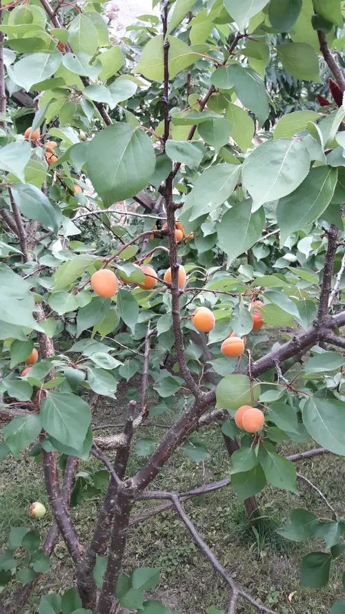 Prunus armeniaca 'Early Golden'