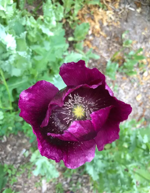 Opium poppy 'Lauren's Grape'