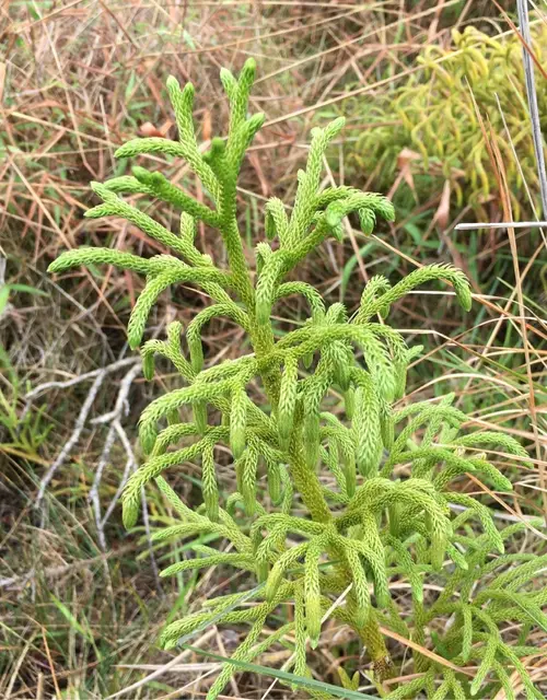 Staghorn clubmoss